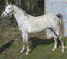 Ari